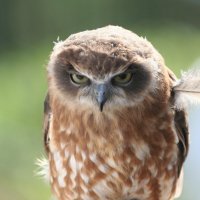 owl feather predator eyes anger-585254