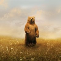 Bear-On-Meadow-1440x1280-