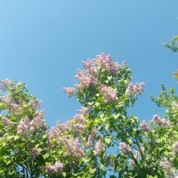 Common syringa 5