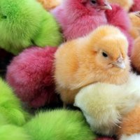 dyed-chicks 2180217k-620x387