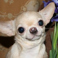 CHihuahua