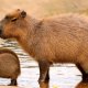Capybara and little capybaras
