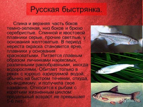 Русская быстрянка