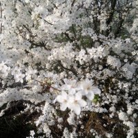 Cherry Plum Blossoms 2024 6