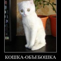 Кошка-обьебошка