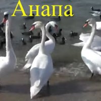 Анапа. Лебеди на побережье