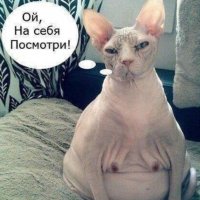 Приколы-картинки-к