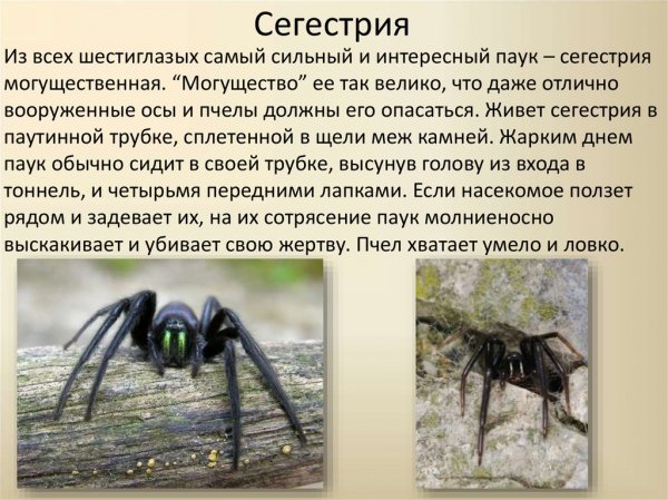 Сегестрия