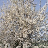 Cherry Plum Blossoms 2024 5