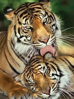 Tiger Love