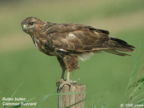 buteo