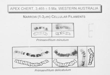 australian-bacter