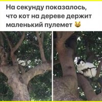 Кот на дереве