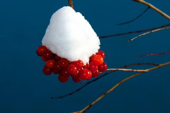 snow-on-berries-1697923 960 720