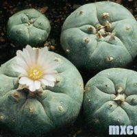 lophophora-williamsii