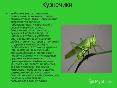 Кузнечики