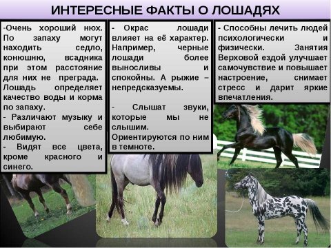 Интересные факты