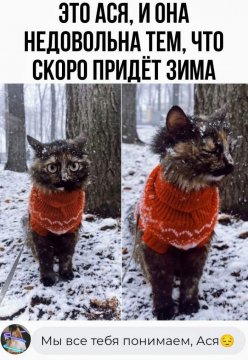 КотЭ)