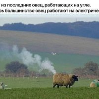 Раритетная овца