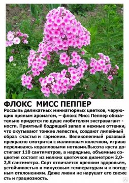 Флокс Мисс Пеппер