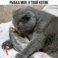 КотЭ)