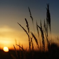 Sunset-nature-field-grass-thumbnail