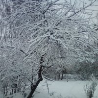 Cherry tree in snow