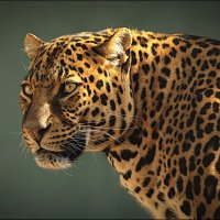 Leopard-leopard-morda-hischnik