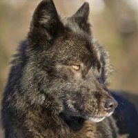 Black Wolf