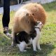 Capybara and cat