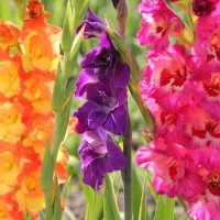 1-fikiwiki-com-p-gladiolusi-krasivie-kartinki-1