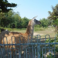 Харьковский зоопарк