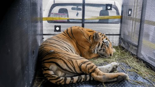 20092024-escaped-tiger3