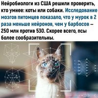 Котэ собаки