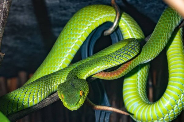 Green-snake-dream-meaning