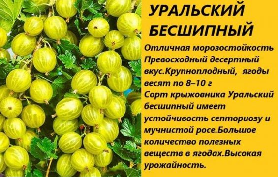 Уральский безшипный