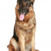 Dogs White background Shepherd Tongue Glance 528100 682x1024