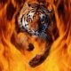 tiger fire 2