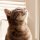 A-grey-cat-sits-on-the-window-and-looks-up 541160-46