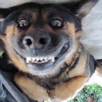 Smile.dog