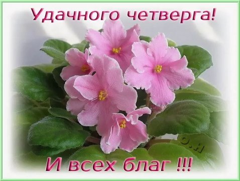 Удачного четверга!