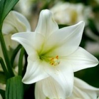 white-lily-flower