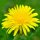 dandelion-752759 1280