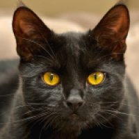 Black-Cat-with-Golden-Eyes-avatars.alphacoders.com