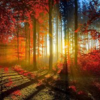 red leaves sunlight tree autumn path