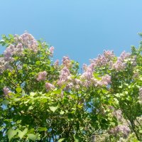 Common syringa 1