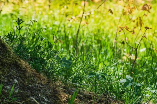 Grass-roots-old-tree-background-meadow-rays-yellow-sunset-sp