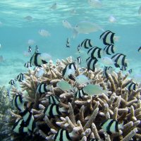 maldives angsana ihuru house reef