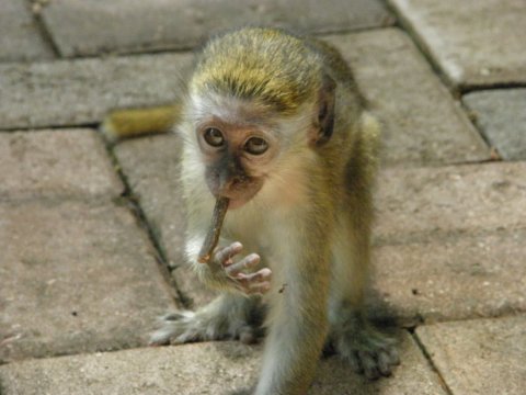 cercopithecus sabaeus