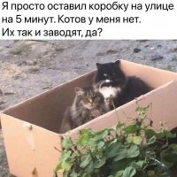 Котов так заводят а?